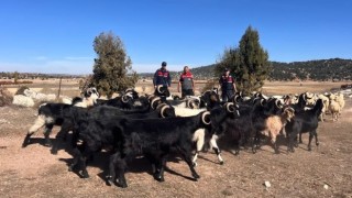 Mersin’de ormanda kaybolan 40 küçükbaşı jandarma buldu