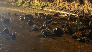 Adana’da yol kenarındaki istinat duvarı yağış sonrası çöktü