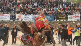 Antalya’da develer güreştirildi