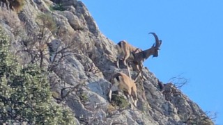 Antalya’nın Kaş ilçesinde dağ keçileri görüntülendi