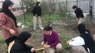 Bozyazı’da öğrenciler patates tohumlarını toprakla buluşturdu