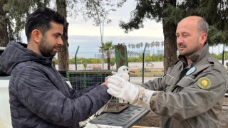 Hatay’da yaralı halde bulunan martı tedaviye alındı