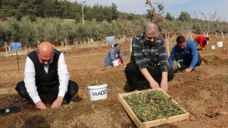 Kahramanmaraş’ta 5 bin kök salep fidesi toprakla buluşturuldu