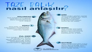 Taze Balık Nasıl Anlaşılır?