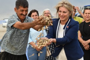CHP'li Asu Kaya Kadirli’de Yer Fıstığı Hasadına Katıldı