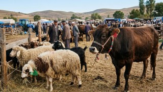 Osmaniye’de 2026 Kurbanlık Fiyatları Netleşti
