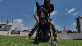 Osmaniye'nin Narkotik Köpeği JARDİ Türkiye Birincisi Oldu