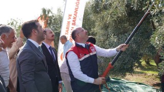 Osmaniye’de Zeytin Hasat Töreni: Üretimde Türkiye 12’ncisi