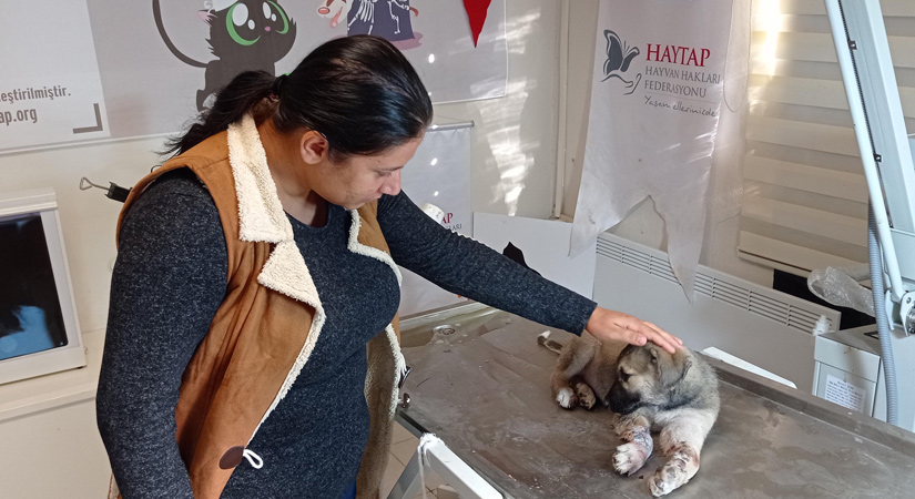 Garip isimli sokak köpeği tedavi altına alındı