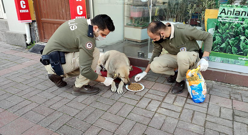 Polis, kısıtlamada sokak hayvanlarını besledi