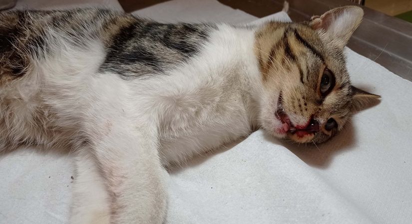 Beşinci kattan düşerek yaralanan kediye damak tedavisi