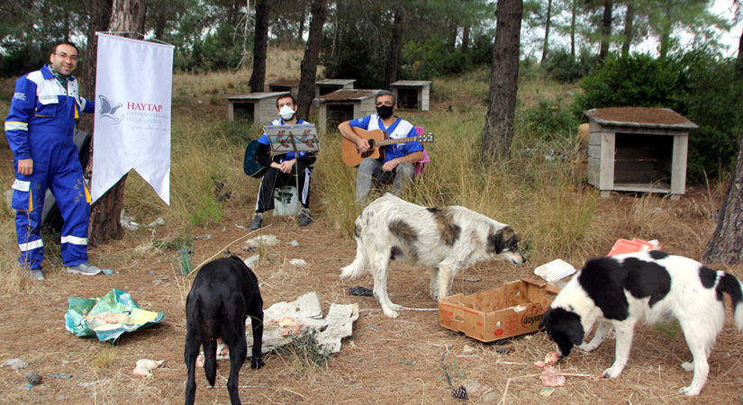 Sokak hayvanlarına yeni yıl konseri verip, beslediler