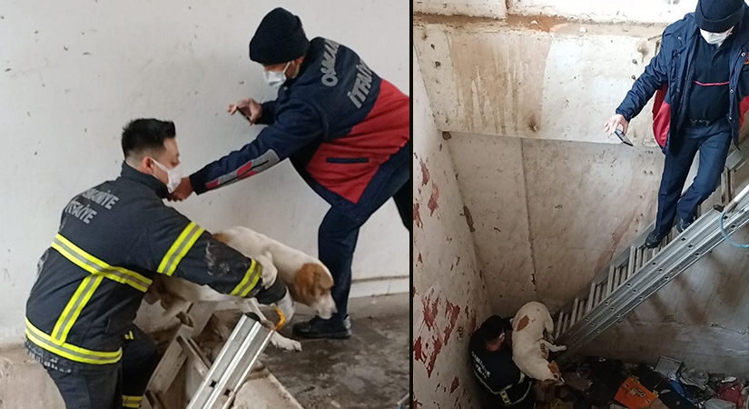Bodrum katında mahsur kalan köpek kurtarıldı