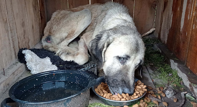 Boğazına kemik batan sokak köpeği tedavi edildi
