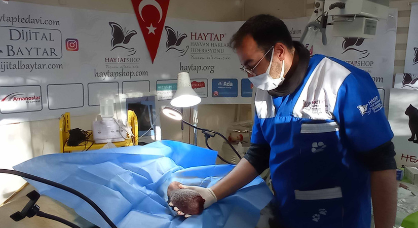 Vücudunda 3 farklı tümör bulunan köpek tedavi edildi