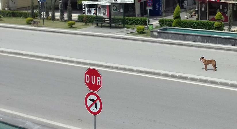Kentin sessizliğinde; sahipsizler yollara düştü!