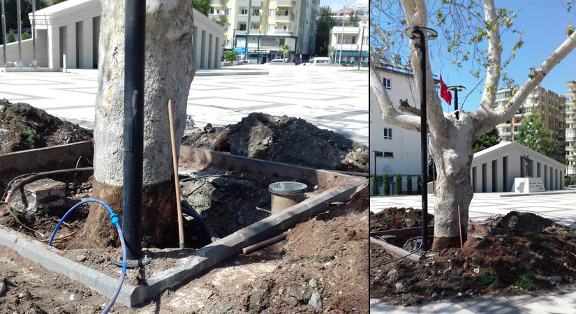 Bahçeli Meydanı’ndaki Çınar’ı, Suriyeliler kurtarmaya çalışıyor!