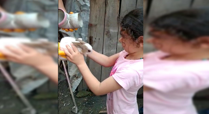 Yavru tavşanları kurtarma operasyonu