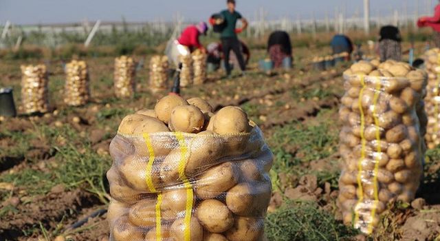 Nevşehirli üreticilerden depolarda kalan patateslere TİKA önerisi (Özel Haber)